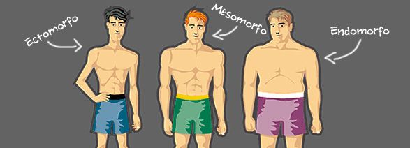 Imagen de tipos de cuerpos: ectoformo, mesomorfo, endomorfo