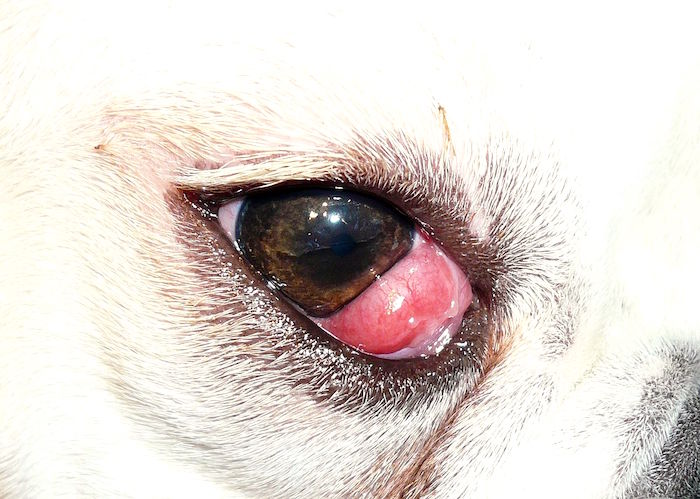 La membrana nictitante párpado) en perros | Animales: todo sobre sus mascotas | Consultas de Salud