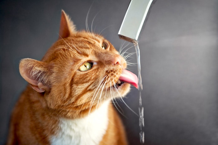 Cómo hacer que tu gato beba más agua