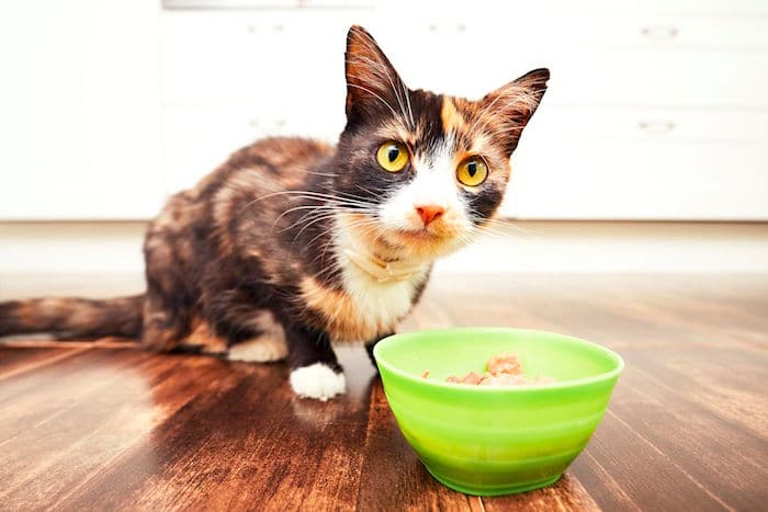 ¿Que es mejor la comida enlatada o las croquetas para mi gato?