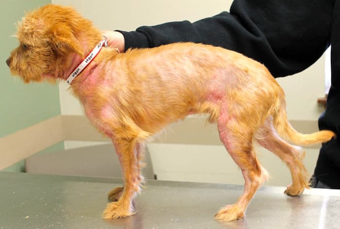 Dermatitis atópica canina 