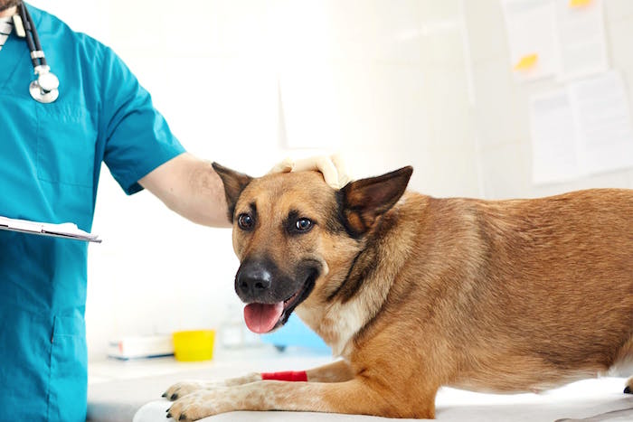 Toxicidad de la ivermectina canina