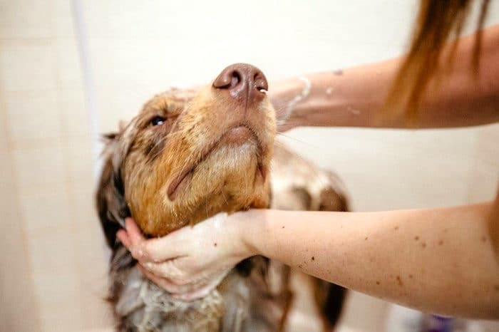 Cómo prevenir problemas de piel en perros