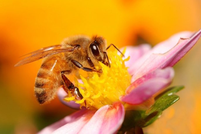 Beneficios para la salud del polen de abeja
