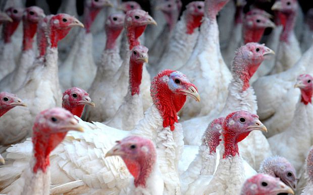La gripe aviar 