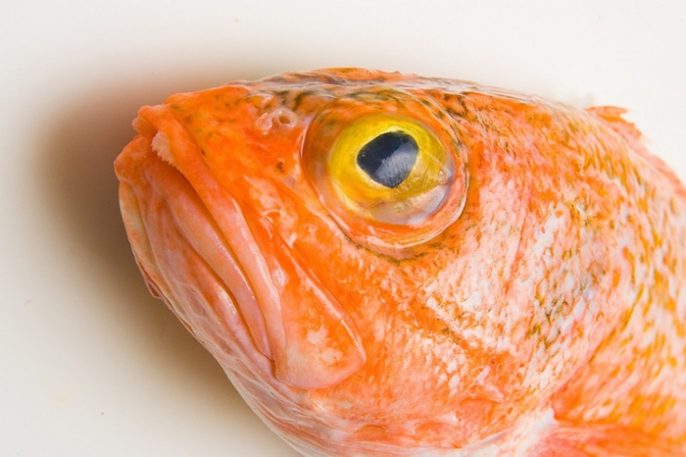 Ciguatera: la intoxicación por ingesta de peces que nunca oyó hablar de ella