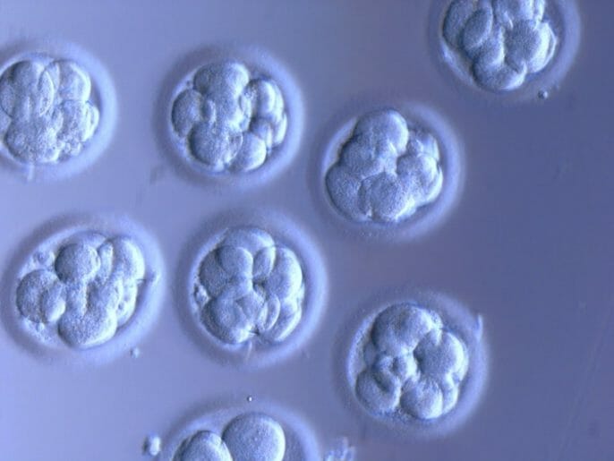 FIV - ¿Cuántos embriones a implantar?