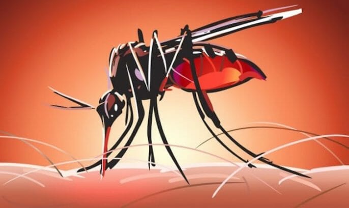 10 Enfermedades transmitidas por mosquitos