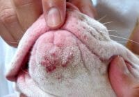 Cómo tratar el acné de mi Bulldog de forma natural