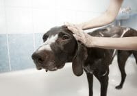 ¿Con qué frecuencia debe lavar su perro?