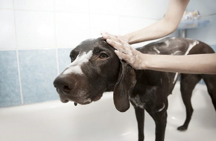 ¿Con qué frecuencia debe lavar su perro?