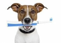 4 de los problemas más comunes de los dientes de perro