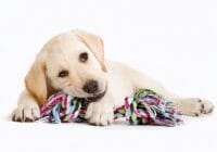 Problemas más comunes de salud en Labradores