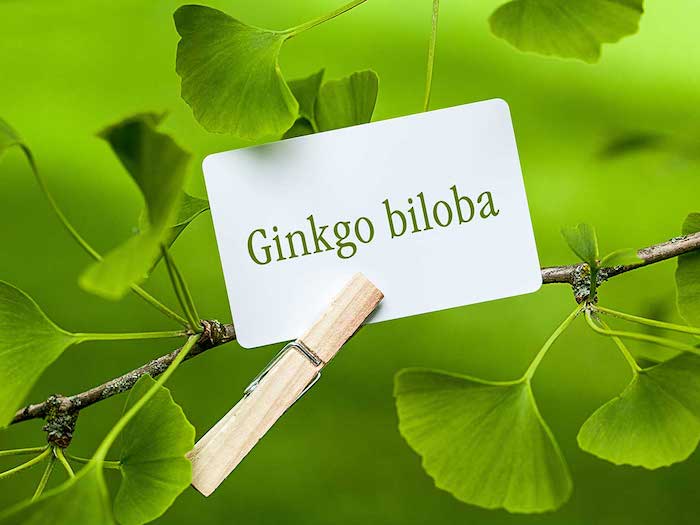 Ginkgo Biloba un suplemento que aumenta el flujo sanguíneo, pero ¿puede ayudar a tratar la disfunción eréctil?
