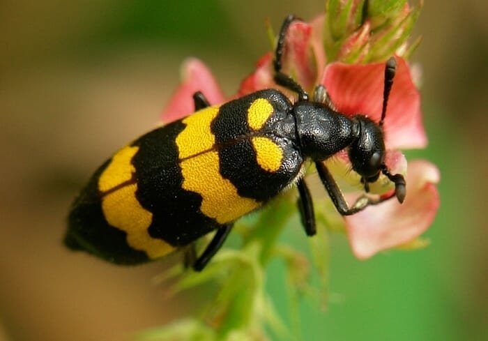 Escarabajo blister y la estafa de cáncer
