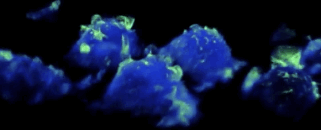 Imágenes increíbles muestran estructuras nunca antes vistas en acción en nuestras células inmunes