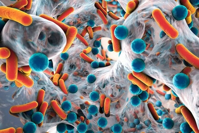 Los investigadores ahora están investigando el potencial de una bacteria probiótica en el tratamiento de las infecciones por SARM