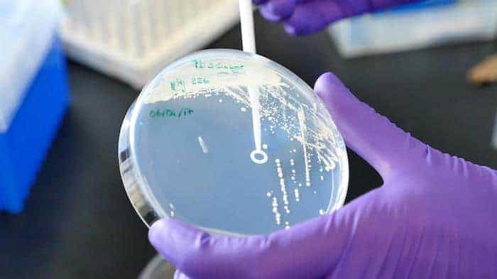 Un nuevo enfoque para combatir las bacterias resistentes al tratamiento resultó exitoso en los experimentos con placas de Petri
