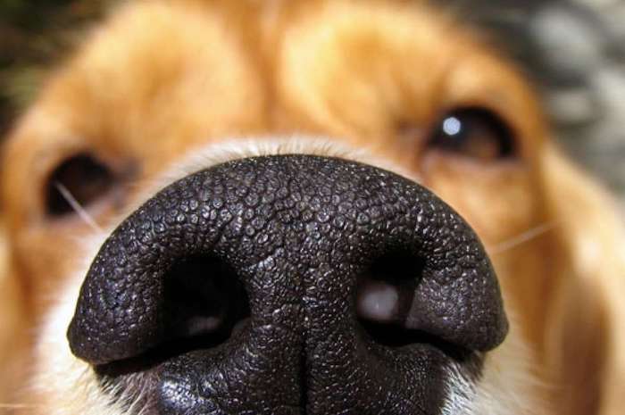 Los perros pueden captar los olores que se desarrollan en la piel humana debido a los parásitos de la malaria