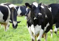 Las granjas hacinadas contribuyen a la transmisión de enfermedades entre los animales, lo que, a su vez, aumenta el uso de antibióticos