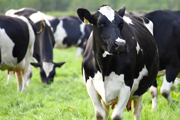 Las granjas hacinadas contribuyen a la transmisión de enfermedades entre los animales, lo que, a su vez, aumenta el uso de antibióticos