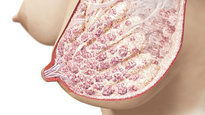 Los senos durante y después del embarazo